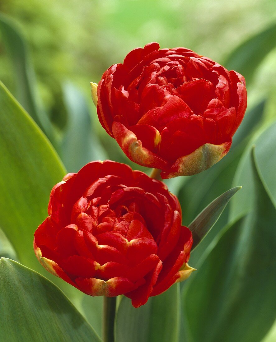 Tulipa 'Miranda'